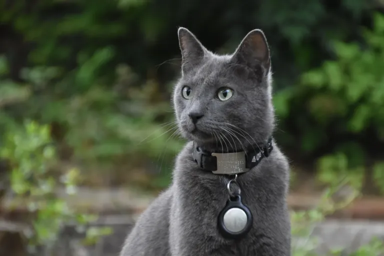 Grijze kat met een halsband waaraan een witte AirTag in een houder hangt