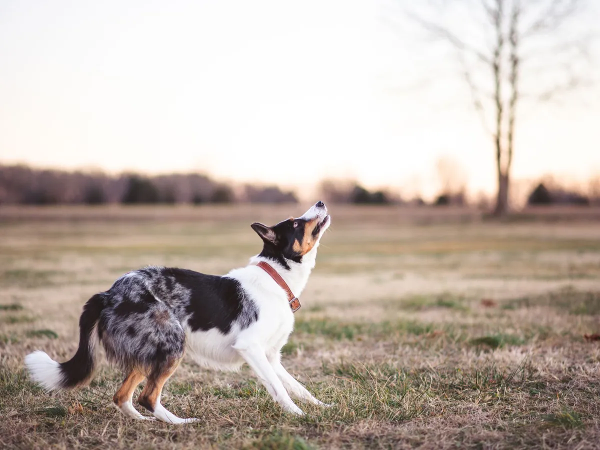 Border collie met rode halsband staat oplettend in een open veld